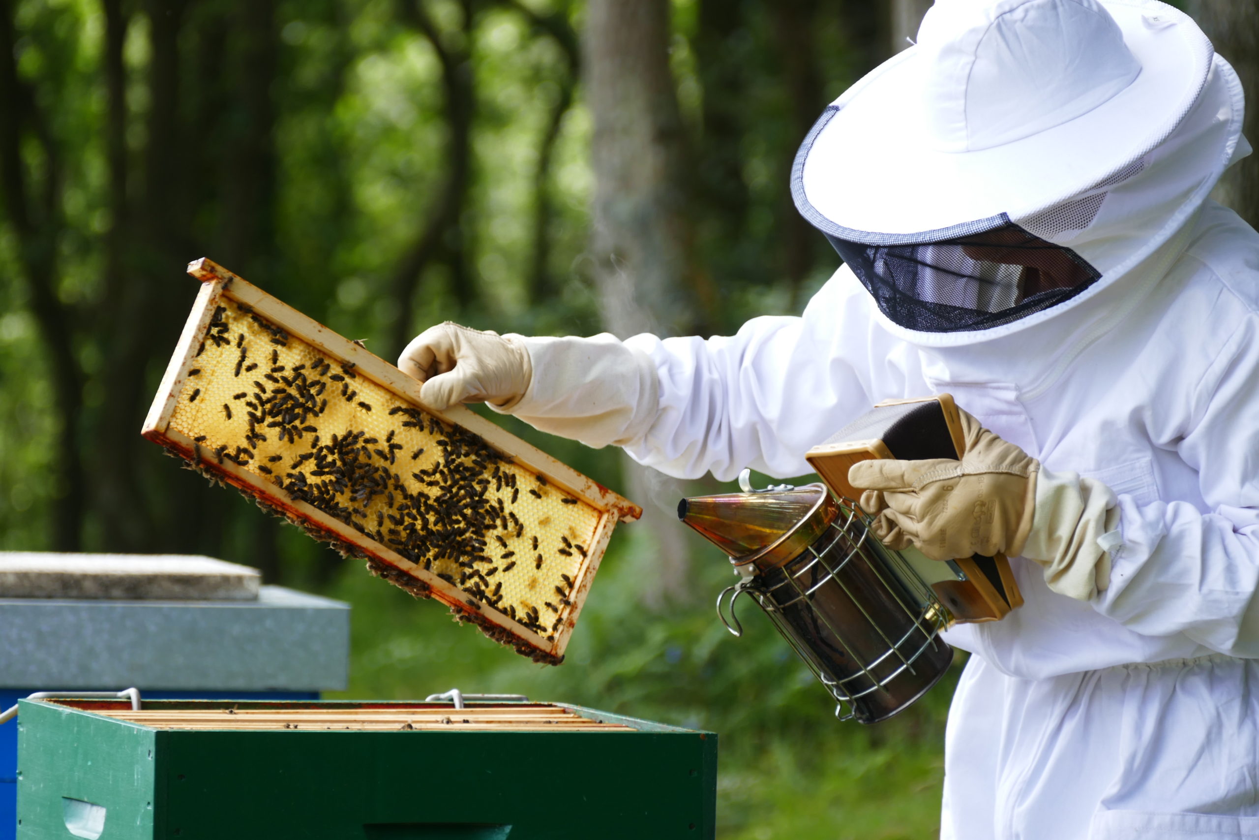 Calendrier Apicole 2023 Découverte De L'apiculture (1/2 Journée) - Groupement De Défense Sanitaire  Apicole Du Finistère